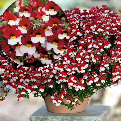 Nemesia 'Sunsatia Plus Cherry on Ice' - Nemeesia 'Sunsatia Plus Cherry on Ice'  